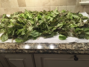 bergen-county-organic-lettuce-nov-30