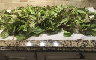 bergen-county-organic-lettuce-nov-30