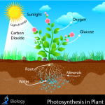 organic photosynthesis interview with Michael Kolenut