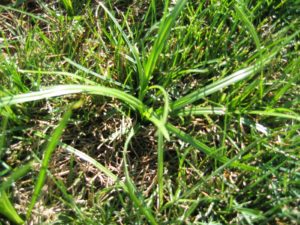 Nutsedge in lawn