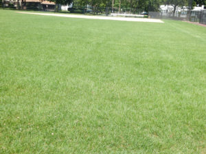 organic athletic playing field lawn maintenance