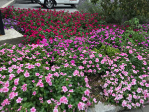 season-color-planting-lincoln-landscaping