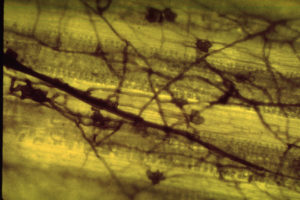 Soil Microbial Life