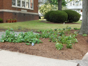 E Roy Bixby School Landscaping After - Lincoln Landscaping Inc of Franklin Lakes