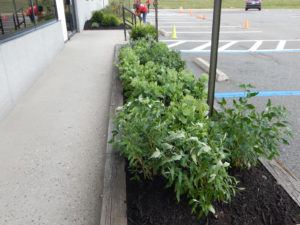 Edison Board of Education Center Perennial Planting