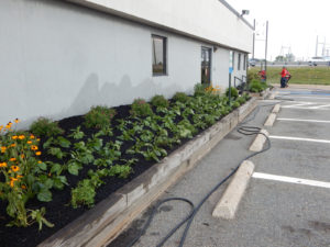 Edison Board of Education Center Perennial Planting