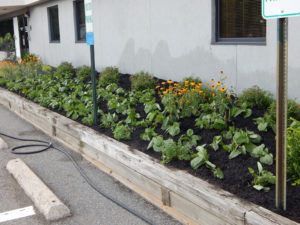 Edison Board of Education Center Perennial Planting