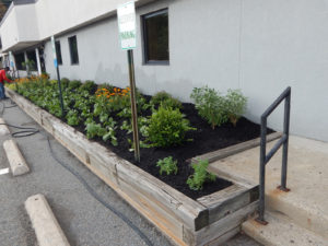 Edison Board of Education Center Perennial Planting