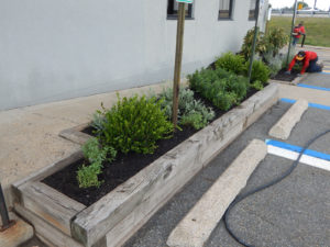 Edison Board of Education Center Perennial Planting