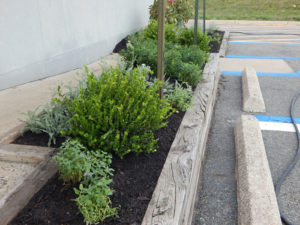 Edison Board of Education Center Perennial Planting