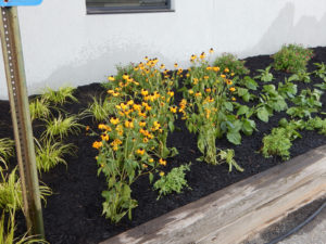 Edison Board of Education Center Perennial Planting