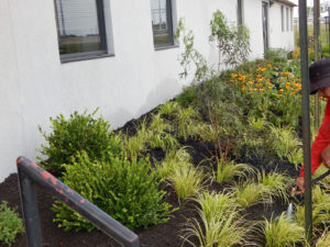 Edison Board of Education Center Perennial Planting