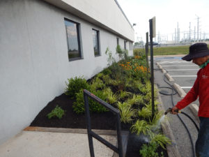 Edison Board of Education Center Perennial Planting