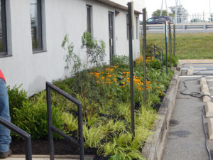 Edison Board of Education Center Perennial Planting