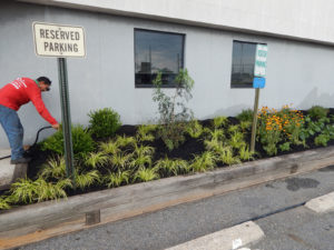 Edison Board of Education Center Perennial Planting