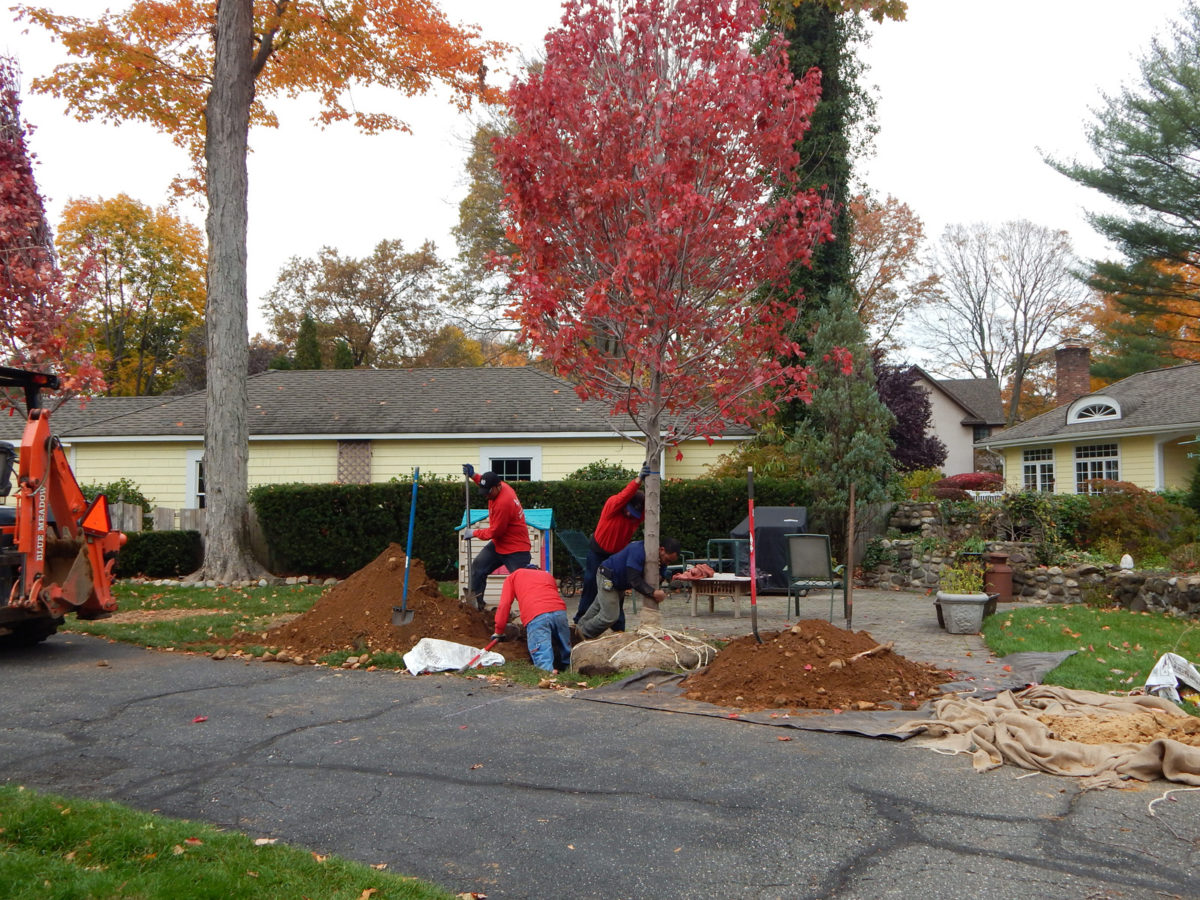 Large Caliper Trees Lincoln Landscaping