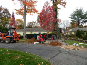 specimen and large tree installation services bergen county