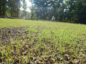 Organic Lawn Renovation - Lincoln Landscaping of Franklin Lakes