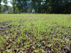 Organic Lawn Renovation - Lincoln Landscaping of Franklin Lakes