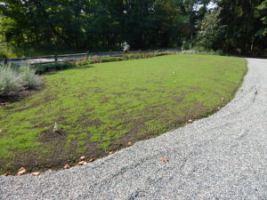 Organic Lawn Renovation - Lincoln Landscaping of Franklin Lakes