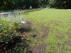 Organic Lawn Renovation - Lincoln Landscaping of Franklin Lakes