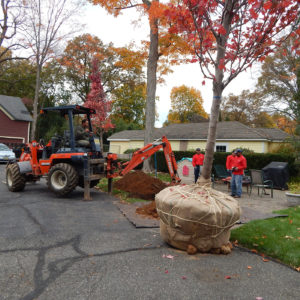 specimen and large tree installation services bergen county