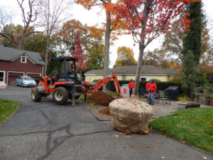 specimen and large tree installation services bergen county