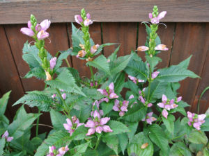Chelone Glabra Turtlehead - Lincoln Landscaping of Franklin Lakes
