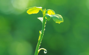 Sustainable Lanscaping - Native Plants