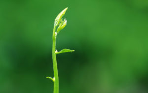 Sustainable Lanscaping - Native Plants