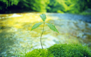 Sustainable Lanscaping - Native Plants