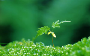 Sustainable Lanscaping - Native Plants