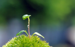 Sustainable Lanscaping - Native Plants