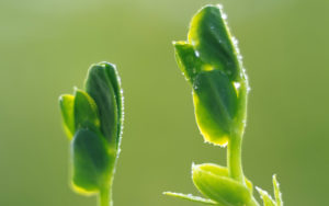 Sustainable Lanscaping - Native Plants