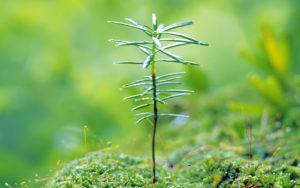 Sustainable Lanscaping - Native Plants