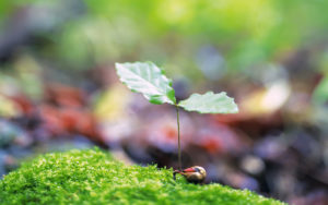 Sustainable Lanscaping - Native Plants