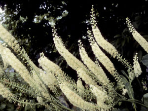 Sustainable Landscaping with Native Plants - Lincoln Landscaping Sustainable Landscaping with Native Plants - Lincoln Landscaping