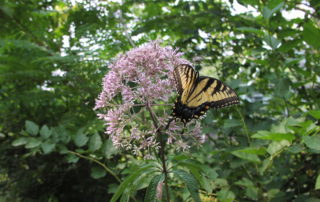 Sustainable Lanscaping - Native Plants