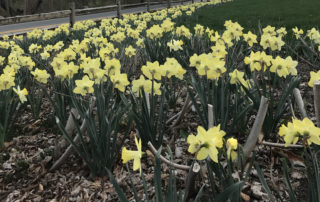 Daffodils