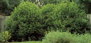 Sustainable Landscaping - Chicago Lustre Viburnum
