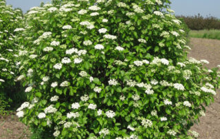 Sustainable Landscaping - Chicago Lustre Viburnum