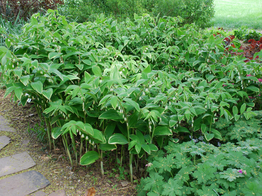 Solomon's Seal - Lincoln Landscaping