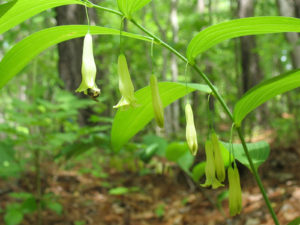 Solomon's Seal - Lincoln Landscaping Inc