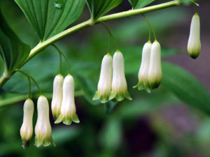 Solomon's Seal - Lincoln Landscaping Inc