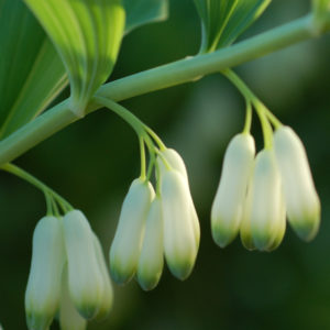 Solomon's Seal - Lincoln Landscaping Inc