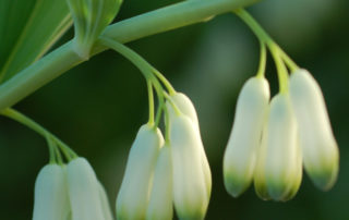 Solomon's Seal - Lincoln Landscaping Inc