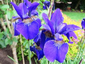 Blue Flag Iris - Lincoln Landscaping Inc