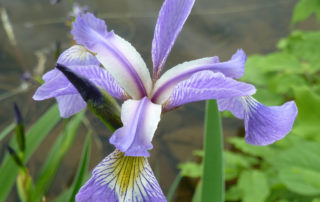 Blue Flag Iris - Lincoln Landscaping Inc