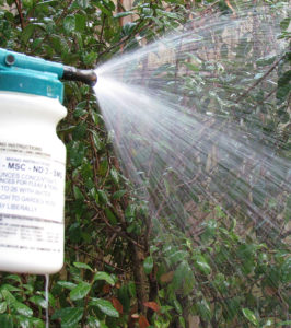 Organic Mosquito Control - Cedar Oil