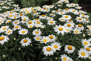 Snowcap Daisies - Lincoln Landscaping of Franklin Lakes